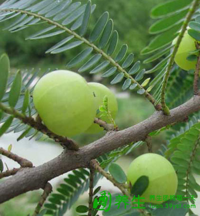 震撼推出第三代水果 余甘果