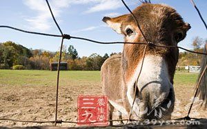 补虚疗损说驴肉