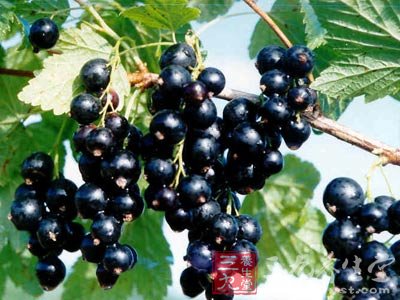 常吃4种黑色水果 抗衰老有奇效