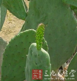 吃仙人掌 让你美丽又瘦身
