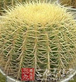 吃仙人掌 让你美丽又瘦身