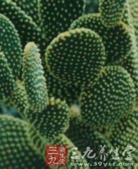 吃仙人掌 让你美丽又瘦身