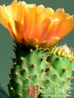 吃仙人掌 让你美丽又瘦身