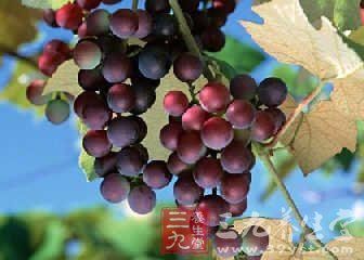 夏季护肤常识 6款水果吃出水嫩美肤