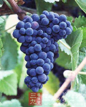 葡萄的营养价值 教你葡萄美白去皱大法