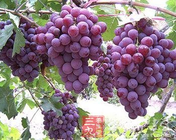 水果的营养价值 葡萄颜色不同功效不同