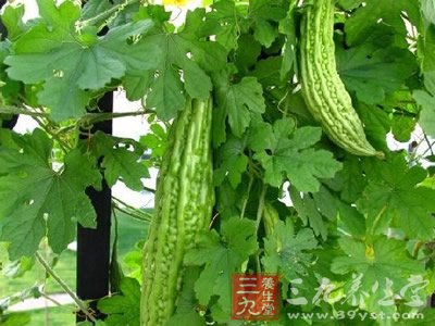 夏季苦瓜吃法全攻略 凉菜苦口利于心