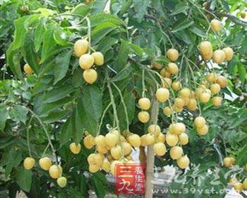 盛夏适宜吃黄皮祛除暑热(3)