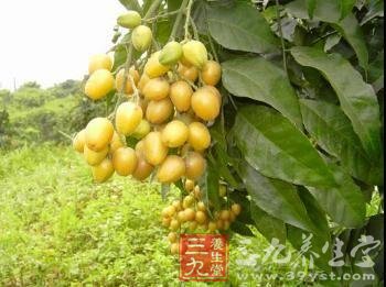 盛夏适宜吃黄皮祛除暑热(2)