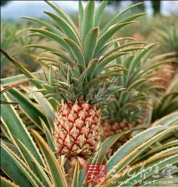 菠萝放在饭后吃有助于消化