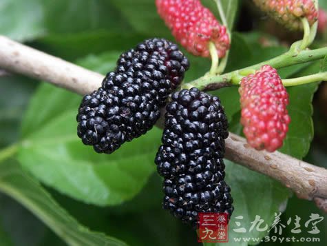 多吃黑色水果让你变得更年轻