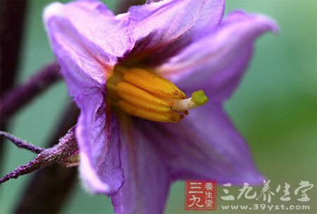 四个中药避孕偏方