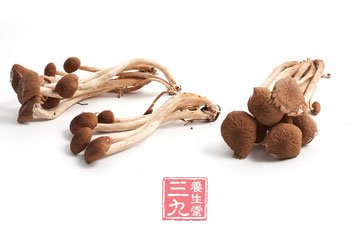 茶树菇的营养价值 茶树菇的做法大全