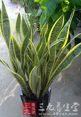 3种植物 让你远离电脑辐射烦恼