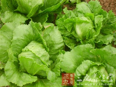生菜的营养价值 生菜与什么搭配营养
