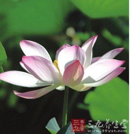 夏季科学养生贵在“清”字