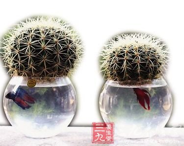 电脑族桌面新宠