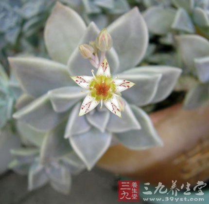 电脑族桌面新宠