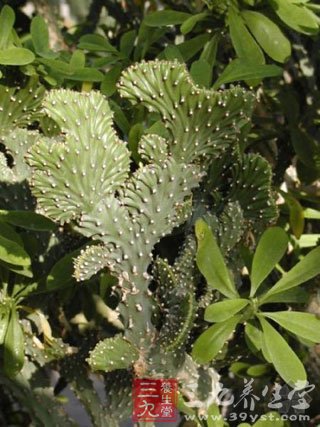 电脑族桌面新宠