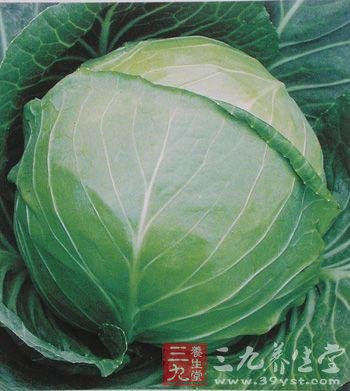 卷心菜的营养价值