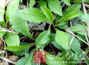 身体四状况 吃大白菜加重病情