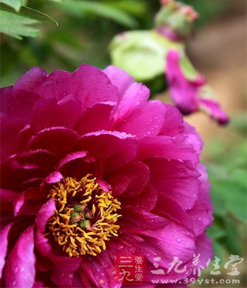 常常与花卉作伴 缓解身心压力