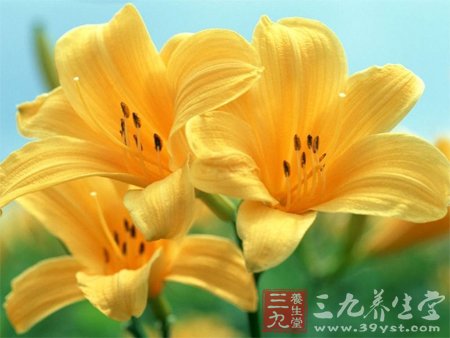 常常与花卉作伴 缓解身心压力