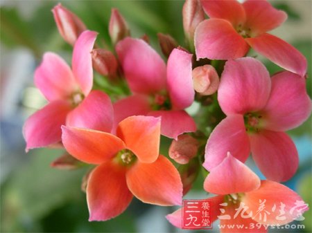 常常与花卉作伴 缓解身心压力