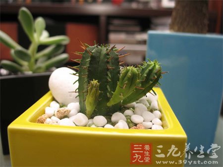 8款瘦身食谱 夏日大胆秀身材