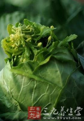你有所不知 卷心菜的三个妙用