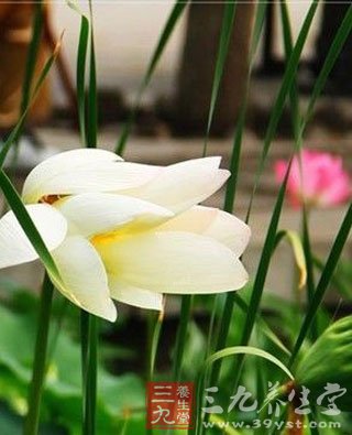 今日夏至如何清火养生食谱