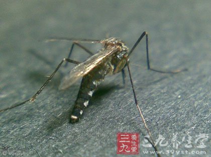蚊子主要传播哪些疾病