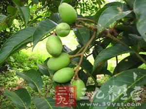 12瓜果助夏日消暑祛湿防治夏季疾病