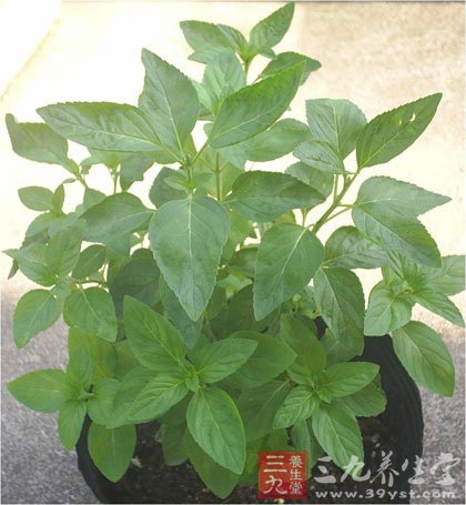 中药赶跑“暑热” 淡定面对中暑烦恼