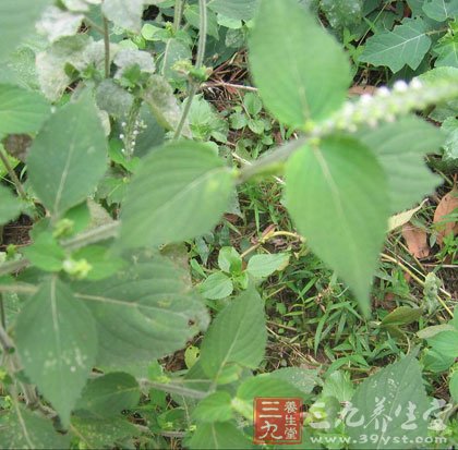 中草药美白 社会新趋势 