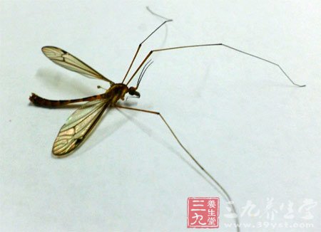 夏季八大方法谨防蚊虫盯上你