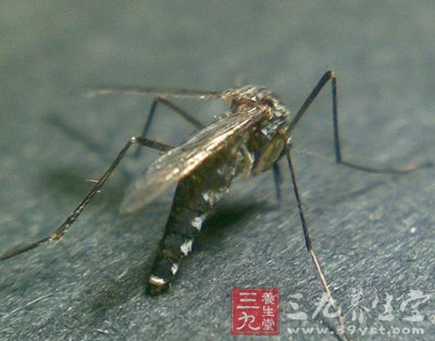 灭蚊的方法 你的夏季保健必修课