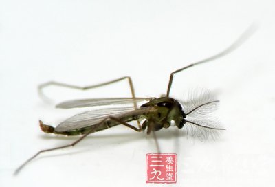 灭蚊的方法 你的夏季保健必修课