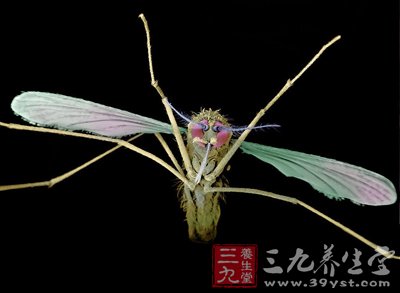 灭蚊的方法 你的夏季保健必修课