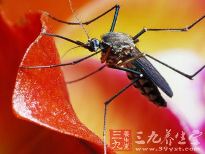蚊子喜欢体温高的人