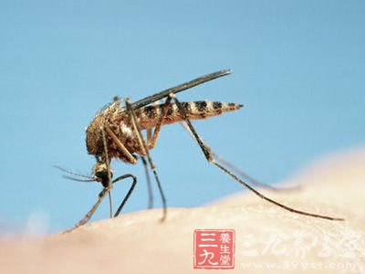 蚊子喜欢呼吸频率较快的人