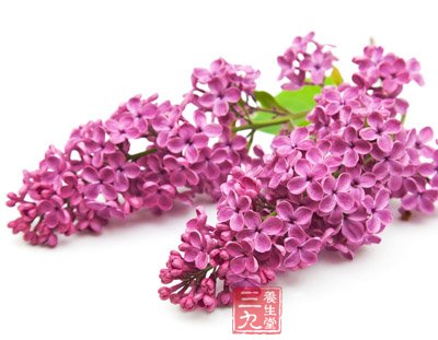 巧吃10种花 让你拥有自然的体香