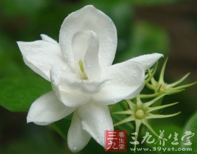 巧吃10种花 让你拥有自然的体香