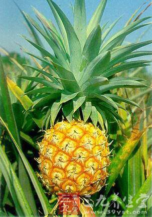 水果养生哪些方法科学