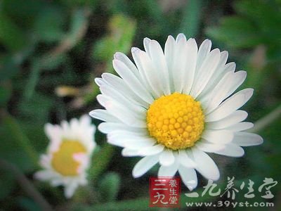 春菊香型体香