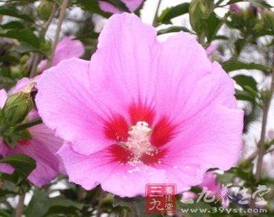 6款木槿花食谱 美容又养颜