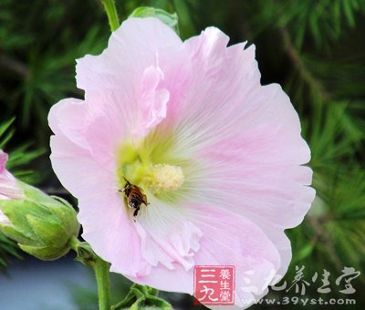 6款木槿花食谱 美容又养颜