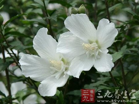 七款木槿花食谱 养颜抗衰老