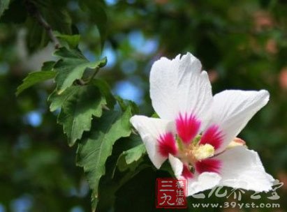 七款木槿花食谱 养颜抗衰老