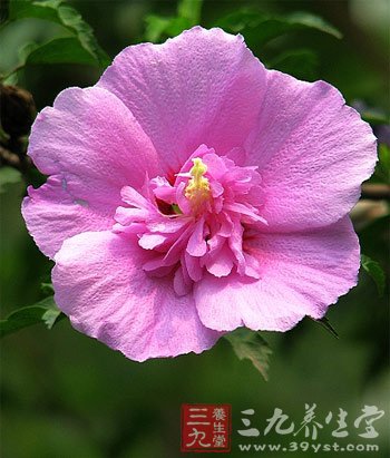 七款木槿花食谱 养颜抗衰老